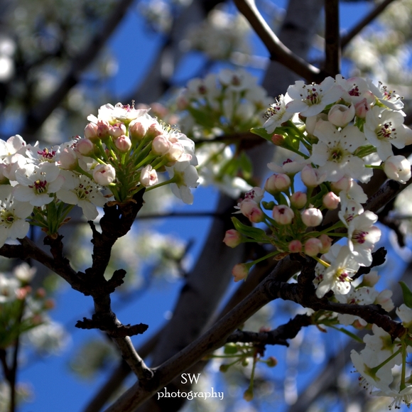 Wall Decor - Picture 8 of 16